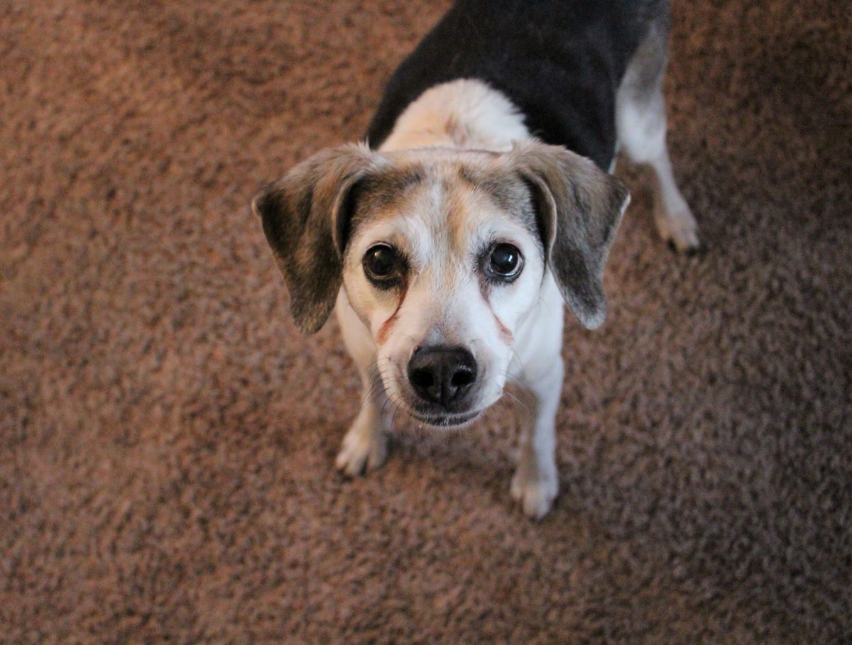 Beagle mix Bandit is celebrating his 15th birthday and is excited for some peanut butter banana ice cream.