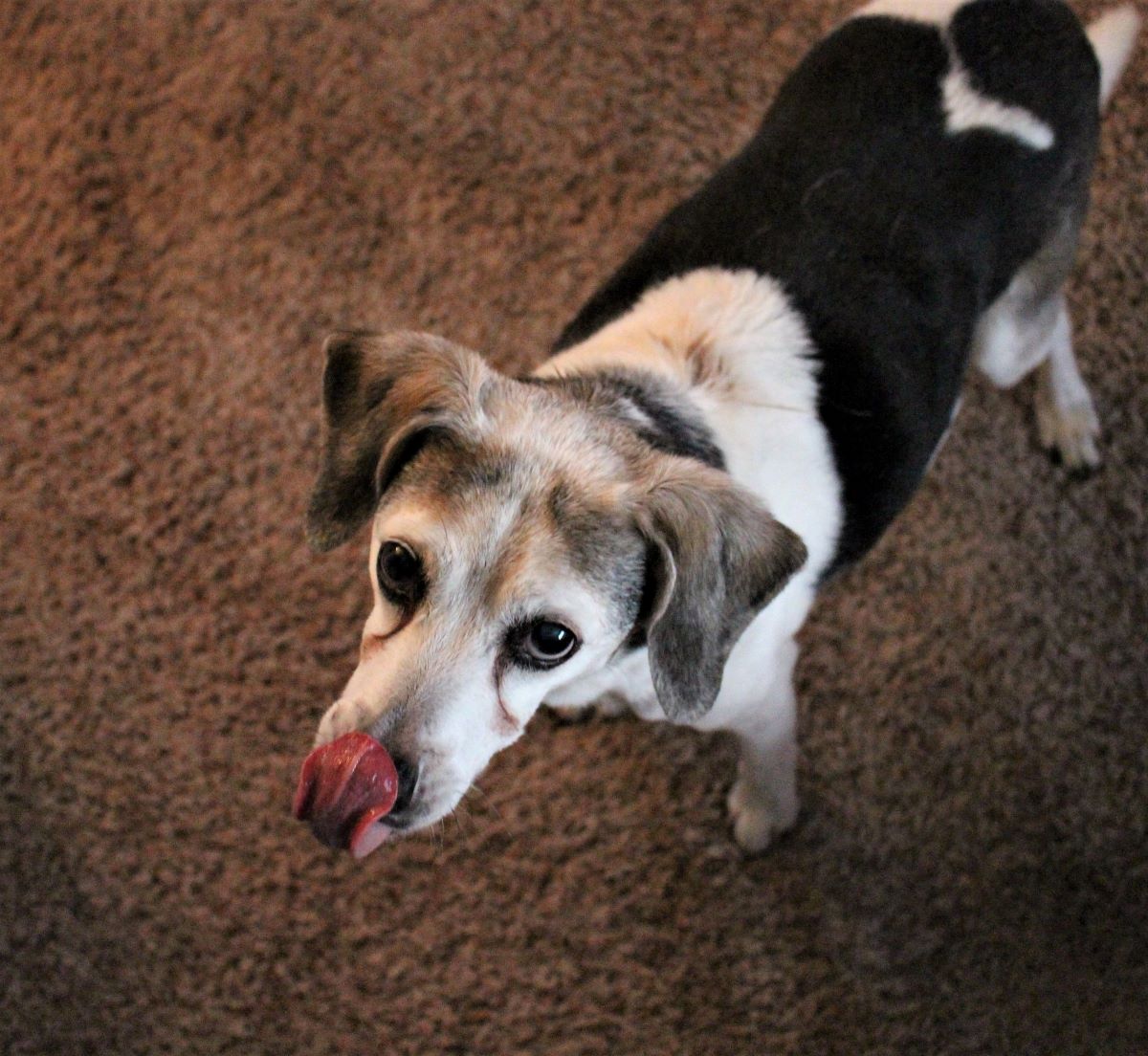 Bandit the beagle mix pup licks his nose. He's getting ready to enjoy his birthday treat of peanut butter ice cream.