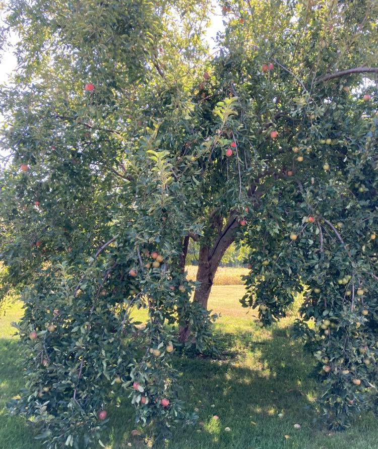 Apple tree grown in Maryville Missouri is loaded with apples ready to pick.
