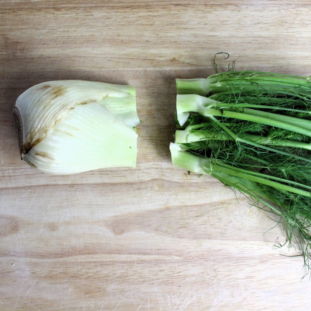 Fennel bulb with tops cut off.